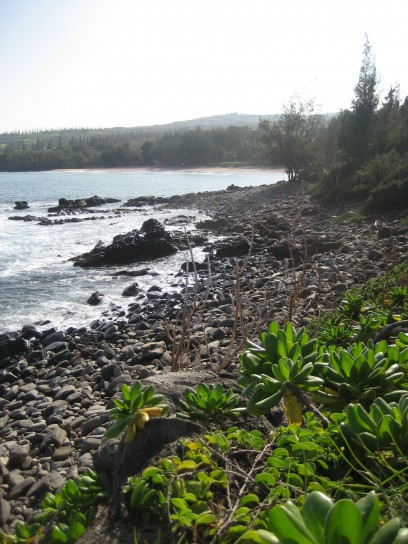 dragons teeth maui 408x544 Dragons Teeth