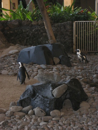 hyatt regency maui 05 408x544 Penguins