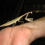 Praying Mantis