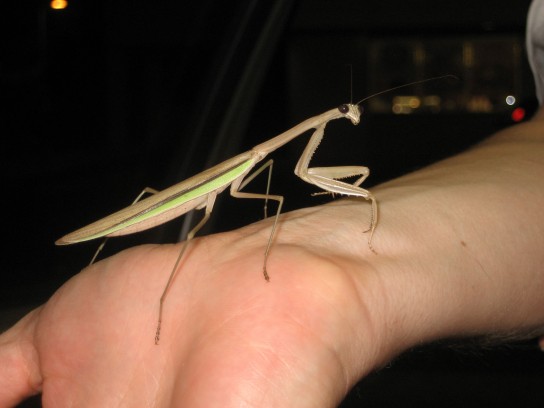 praying mantis 544x408 Praying Mantis