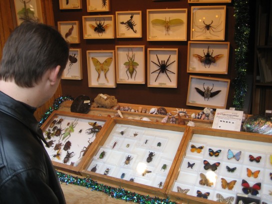 essen xmas market insects 544x408 Insect Stand