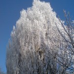 icy tree 150x150 Impressions From Germany, Part 3