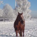 snow pasture 150x150 Impressions From Germany, Part 3