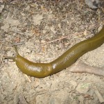 banana slug 150x150 Monthly Hike: Point Reyes