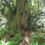 point reyes bear valley trail 04 150x150 Monthly Hike: Point Reyes