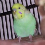 jerry budgie 150x150 R.I.P. Jerry